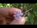 Wild Blue Lettuce & Its Uses - Wild Edibles, Medicinal Plants