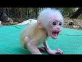 cute little baby monkey monkey life