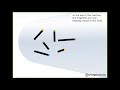 How the Human Genome was sequenced