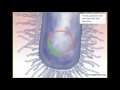 How the Human Genome was sequenced