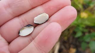 Timing Desiccation in Black Beans