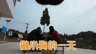 体验当小狗的一天，看见我手一抖零食没拿稳，瞬间空气都凝固了！