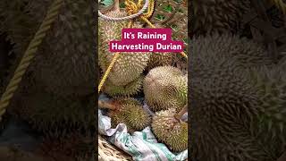 #raining #harvesting #durian #exotic #fruit #tree