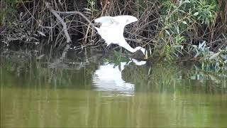 アオサギ　ゴイサギ　ダイサギ　ハクセキレイ　今日の鳥