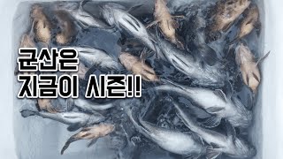 누가 겨울에 고기 없다고 했어? // 군산은 지금이 시즌이네요