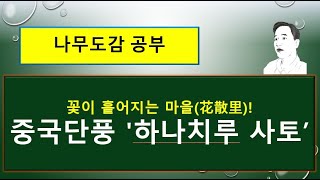 중국단풍 '하나치루 사토' VS 중국단풍 : 무엇이 서로 다를까?