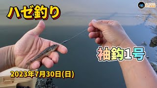 【ハゼ釣り】 袖鈎1号 2023年7月30日