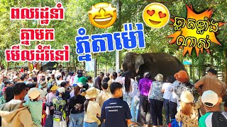 ភ្នំតាម៉ៅ បងប្អូនមកមើលសត្វដំរីឆ្លាតៗណាស់ | CAMBODIA | Ta Mao Zoo | Many animals and smart elephants