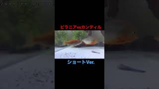 【熱帯魚】ピラニアvsカンディルshorts