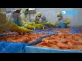 Cooked Alive HOSO Vannamei Shrimp Processing Line