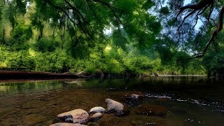 Peaceful Indonesian Forest: Relaxing River Sounds \u0026 No Birdsong for Deep Sleep and Calm Mind