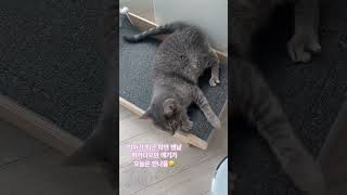 엄마 퇴근 소리도 못듣고 기절한 아들냥 #고양이 #냥이 #고양이브이로그 #고양이일상