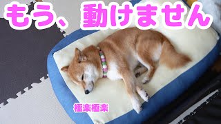 柴犬が言ってました。「このベッド、寝心地が感動的すぎる」っと！