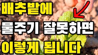 배추밭에 물주기 잘못하면 이렇게 됩니다, 물주는 시간? 물주는 방법은 어떻게 해야할까요 ?