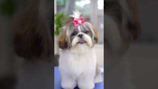 5 മാസം പ്രായമുള്ള കുഞ്ഞ് ഷിഹ് സൂ ✂️❤️🐶 ആദ്യമായി ചമയുന്നു