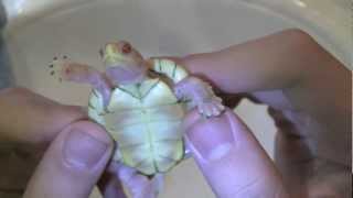 Top 5 Rarest Turtles