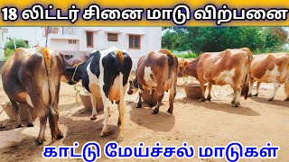 18 லி கறவை திறன் கொண்ட ஜெர்சி சினை மாடு விற்பனைக்கு | 18 liter Jersey cow for sales | tamilnadu cow