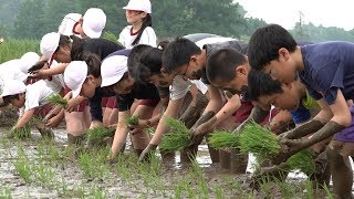 田植え体験2018田頭小学校_180530