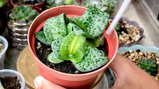 Drimiopsis kirkii sukulen pangeran kodok |measles leaf succulent 青蛙王子 ドリミオプシスキルキー