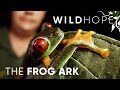 Frogs Are Going Extinct – Here's How We Can Save Them | WILD HOPE