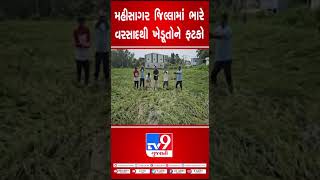 મહીસાગર જિલ્લામાં ભારે વરસાદથી ખેડૂતોને ફટકો | Gujarat Rain | TV9GujaratiNews