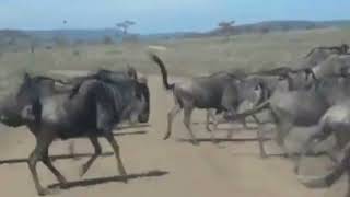 CHAOS as Thousands of Wildebeest Prepare to Migrate - Serengeti National Park