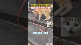 男子把猫和老鼠绑在一起，老鼠淡定装死，结果猫咪吓到瘫倒 #萌宠 #搞笑 #宠物生活