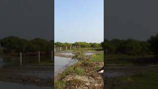 Mangrove Biodiversity சதுப்புநில பல்லுயிர் - Meerasa - Pulicat