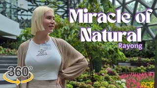 Miracle of Natural Rayong - Thailand | 360 View VR Video