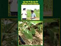 ये किसान एक साल में तीन तरह की सब्ज़ियां उगाते हैं जानिए kisan of india natural farming shorts