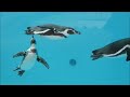 【福岡市動物園】ペンギンエリアオープン！🐧