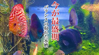 【アクアリウム】ディスカス観葉植物混泳水槽　いじめ無し！水質良し！