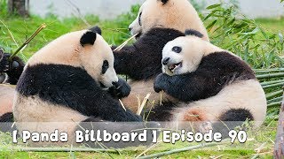 【Panda Billboard】Episode 90 | iPanda