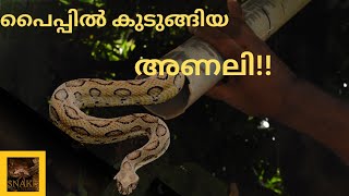 പൈപ്പിൽ കുടുങ്ങിപ്പോയ അണലി!!|A Russell's viper was stucked in a PVC pipe while rescueing