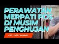 PERAWATAN MERPATI POS DI MUSIM PENGHUJAN