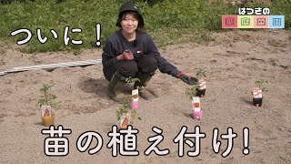 夏野菜を植え付ける時に気をつけることと仕立て方の工夫【キュウリ・トマト・ナスなど】