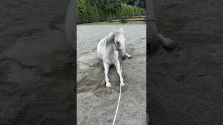 Horse has an itchy belly ….wait for the end 😂