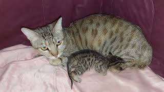 Tiny Kitten Begs For Milk But Mother Cat Is Not Happy