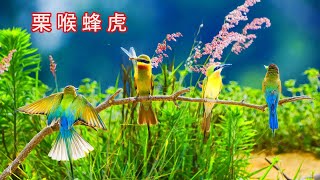 夏日美麗精靈「栗喉蜂虎」一睹美麗風采。