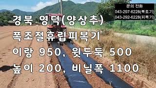 [대성농기계]경북 영덕 폭조절휴립피복기2두둑 양상추 4줄 작업