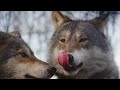 killing 700 wolves idaho new wolf management plan hunting wildlife news