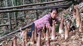 Harvest bamboo shoots goes to the market to sell - gardening grow ginger | Triệu Thị Dất