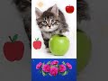 Cat with apple #cats #catshorts #cat#short