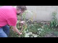 righteous randy episode 0030 how to harvest corn.