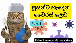 පූසන්ට හැදෙන වෛරස් ලෙඩ - Part 1 (FIV)