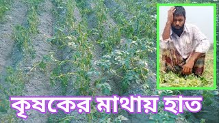 বিআরডিসি আলুর বীজে বিপর্যয় কৃষকের মাথায় হাত !