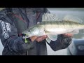 fox rage warrior rods three new rods for big perch pike and zander fishing