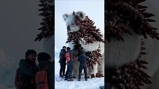 Rescuing a Giant Koala from Barnacles in Antarctica #animalrescue