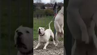 dogs barking loud compilation #shorts #dogshorts #doglovers #dog