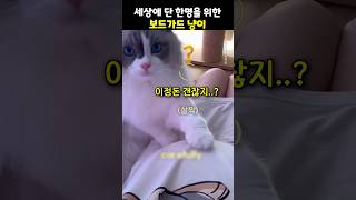 세상 단 한명을 위한 보디가드 냥이